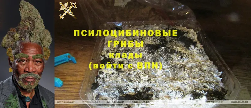 Псилоцибиновые грибы MAGIC MUSHROOMS  площадка клад  Райчихинск  наркотики 